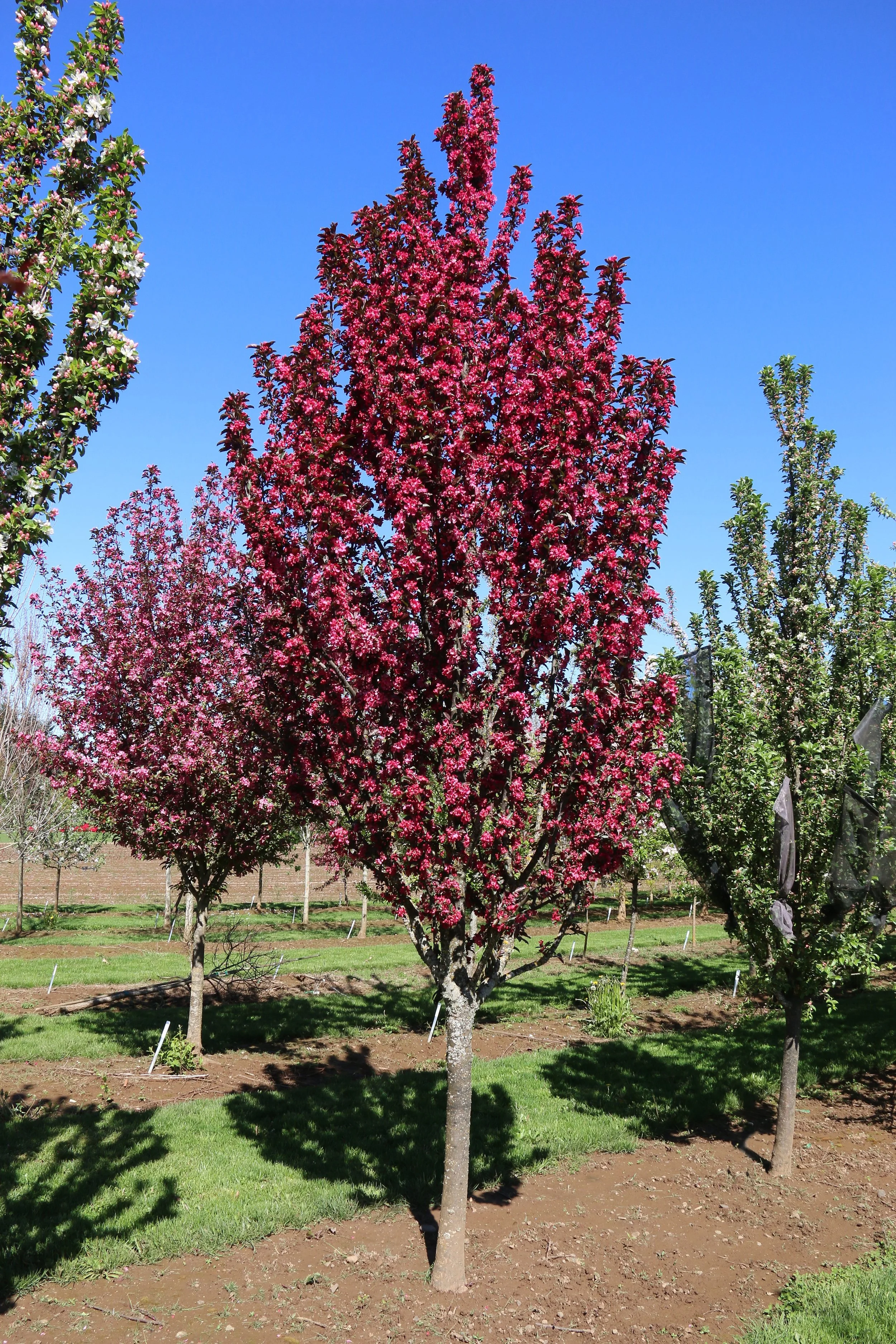 Crabapple, Raspberry Spear — ZOLLINGER FRUIT & TREE FARM